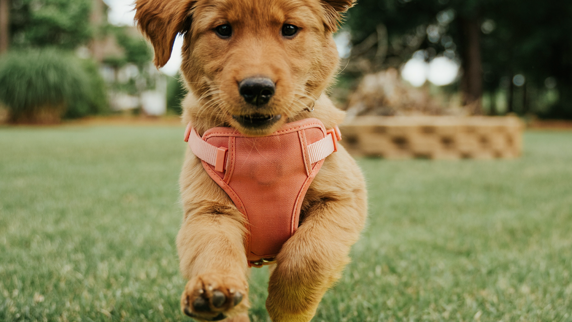 A young golden retriever puppy in an orange harness runs towards a yellow frisbee on the grass outside.