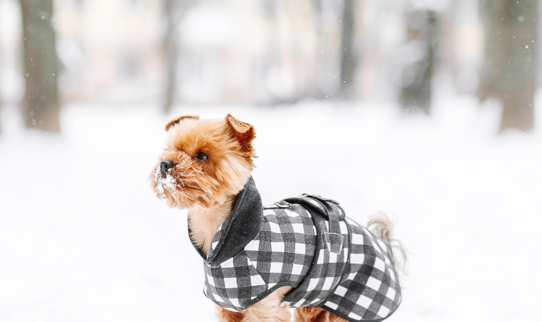 A small dog wearing a checkered jacket and black dog boots stands in the snow with trees in the background.