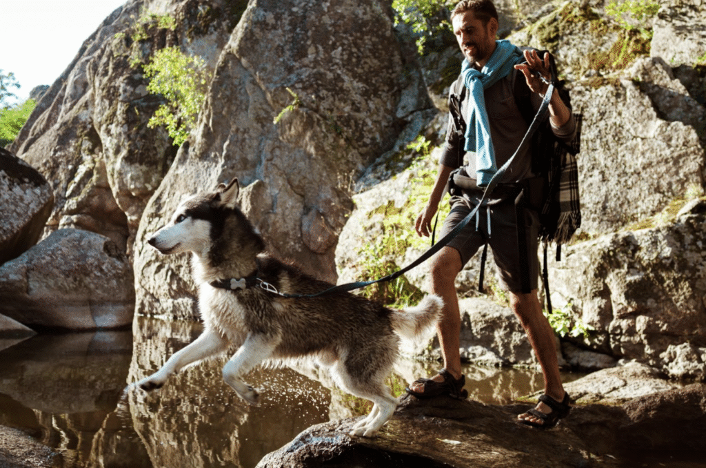 Dog-friendly hiking trails showcasing diverse terrains from mountains to desert landscapes